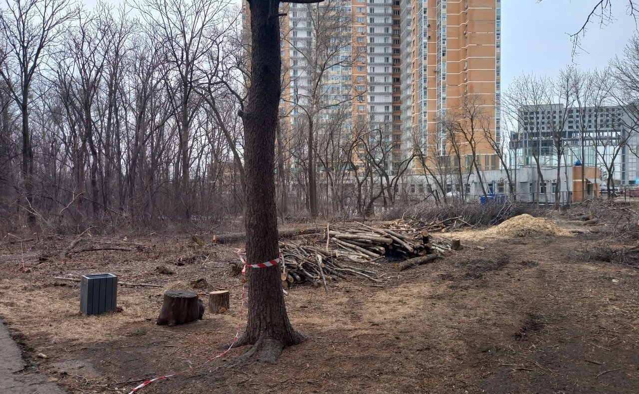 Хабаровчане обратились к Сергею Безденежных с просьбой остановить вырубку городского парка
