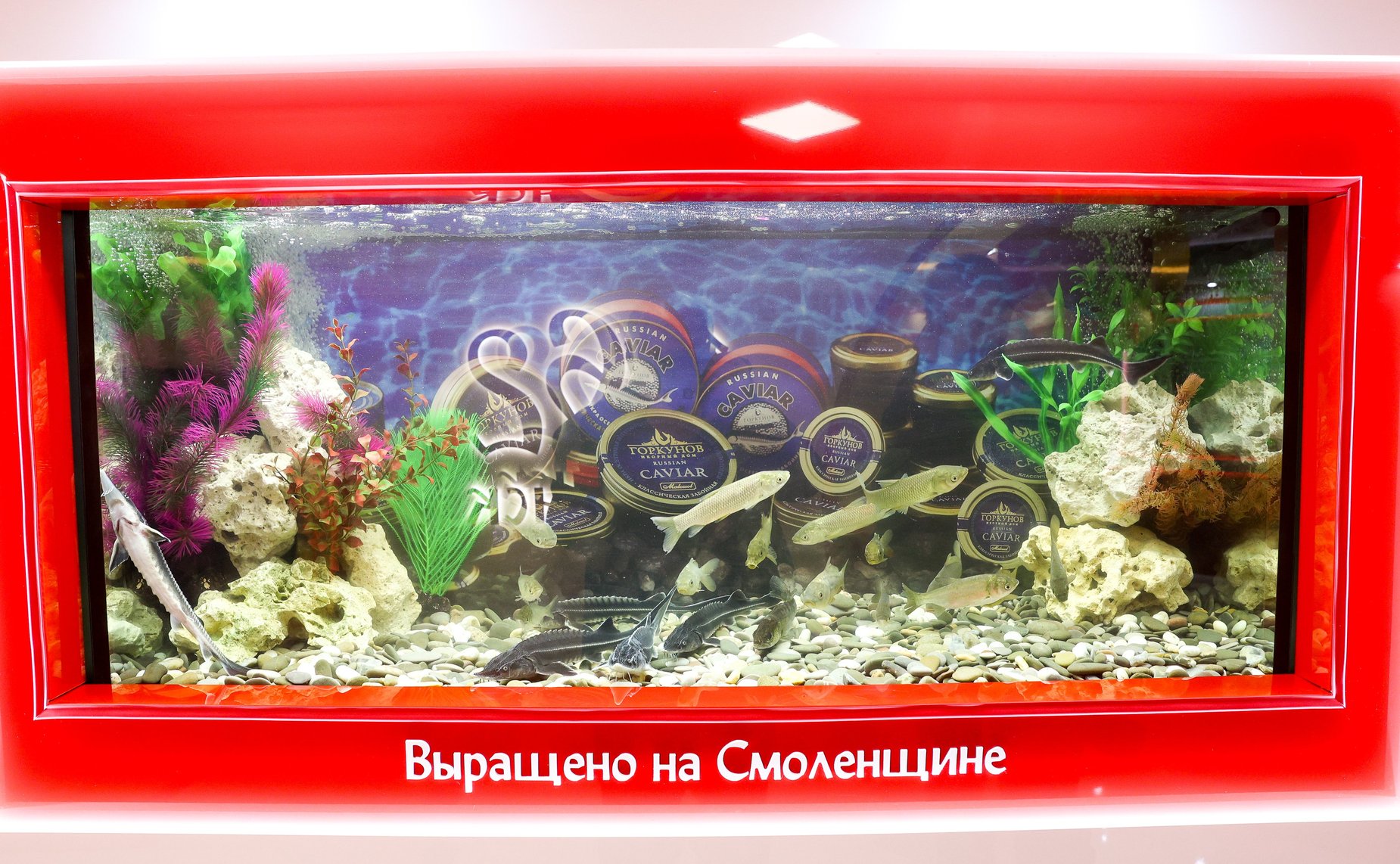 Валентина Матвиенко и Василий Анохин осмотрели выставку, посвященную истории, культуре и перспективным направлениям развития Смоленской области