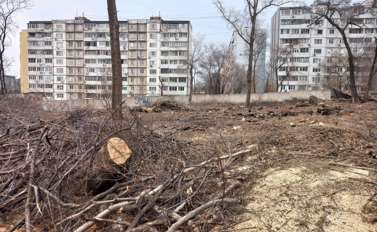 Хабаровчане обратились к Сергею Безденежных с просьбой остановить вырубку городского парка