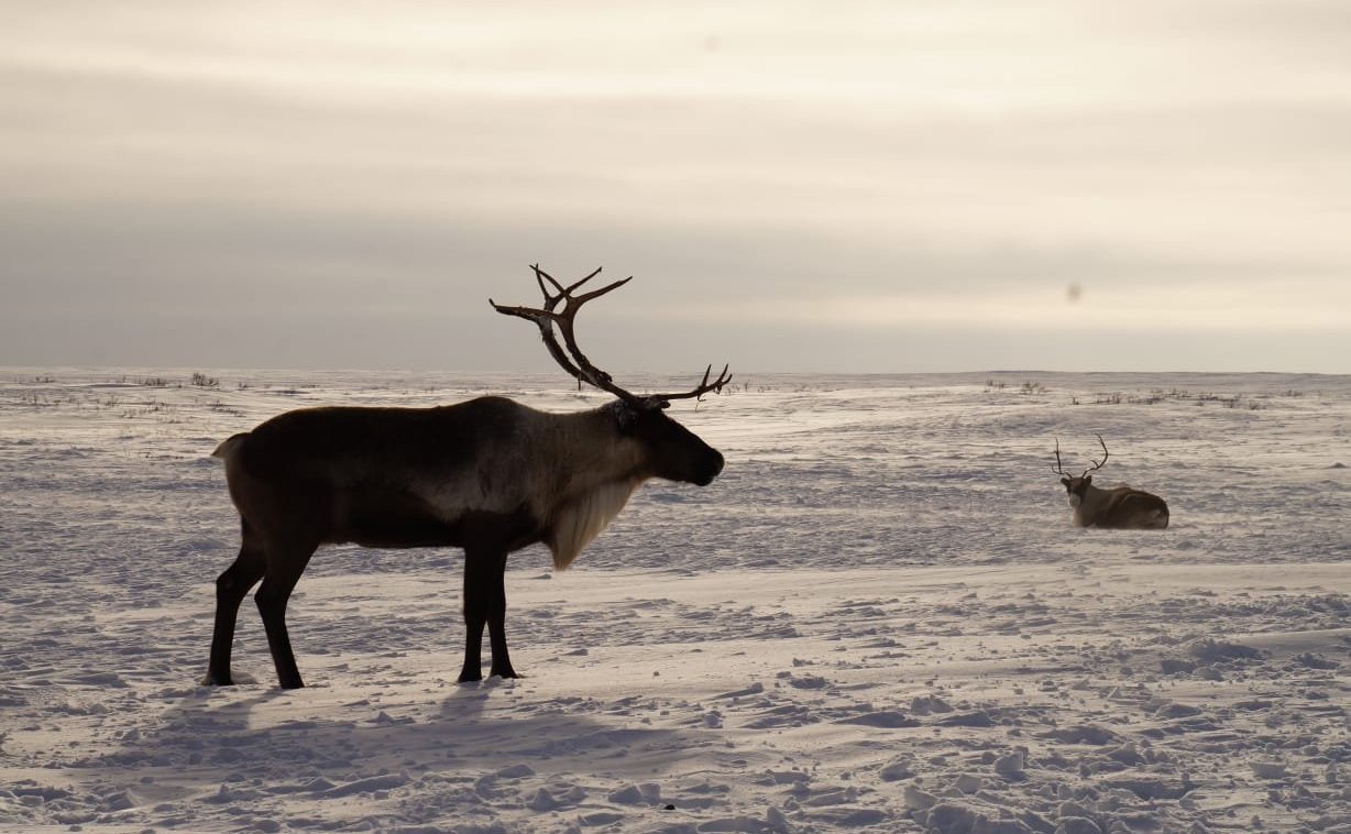 Денис Гусев провел встречу с руководителем одной из туристических компаний