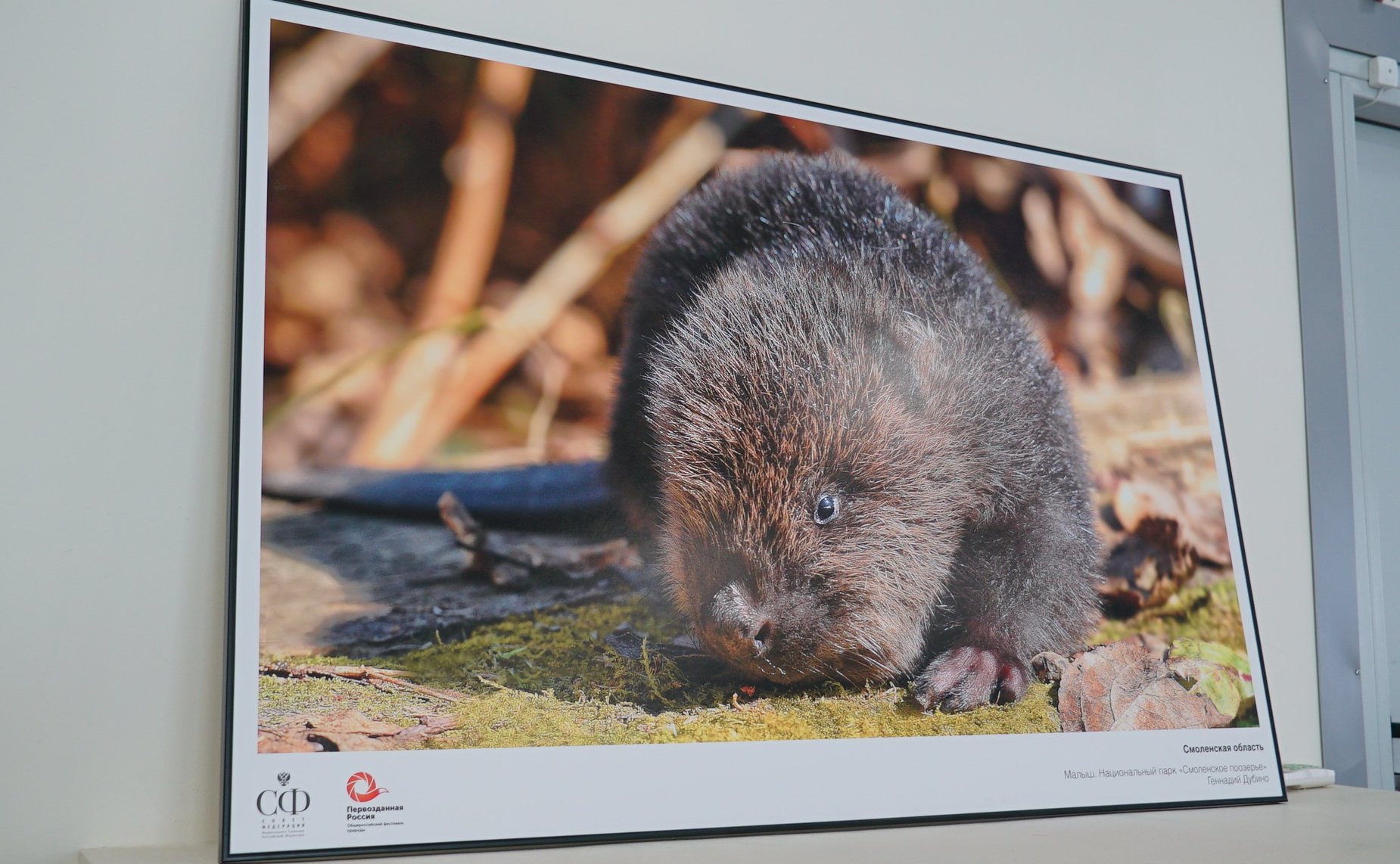 Нина Куликовских рассказала смоленским школьникам о фестивале природы «Первозданная Россия»