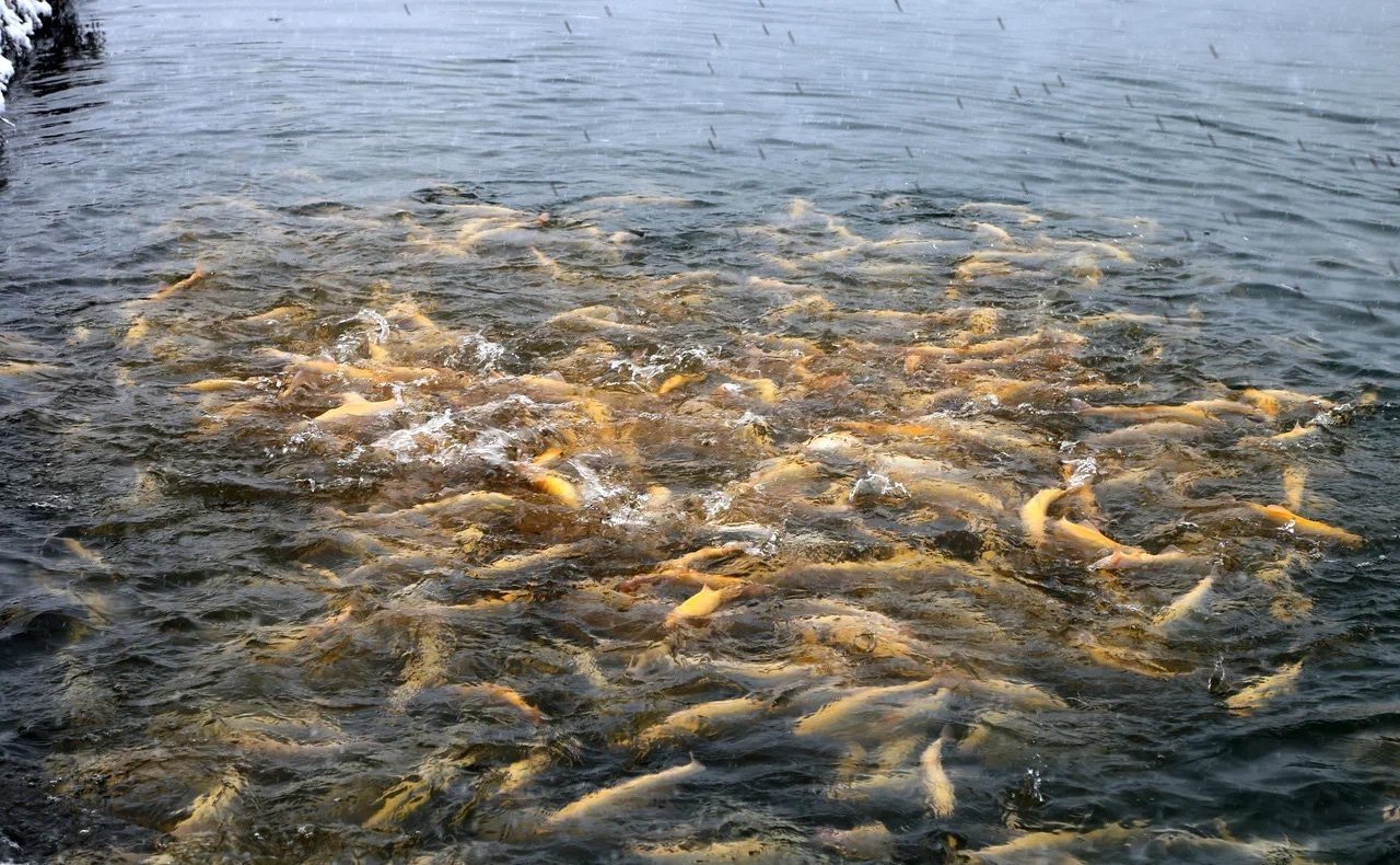 Форелеводческое крестьянско-фермерское хозяйство