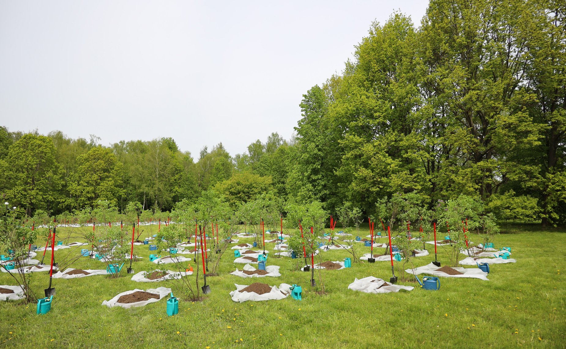 В Год защитника Отечества и 80-летия Победы в Великой Отечественной войне 1941–1945 годов сенаторы РФ и сотрудники Аппарата СФ провели акцию «Сад Памяти» — высадили 250 кустов сирени в музее-заповеднике «Горки Ленинские»