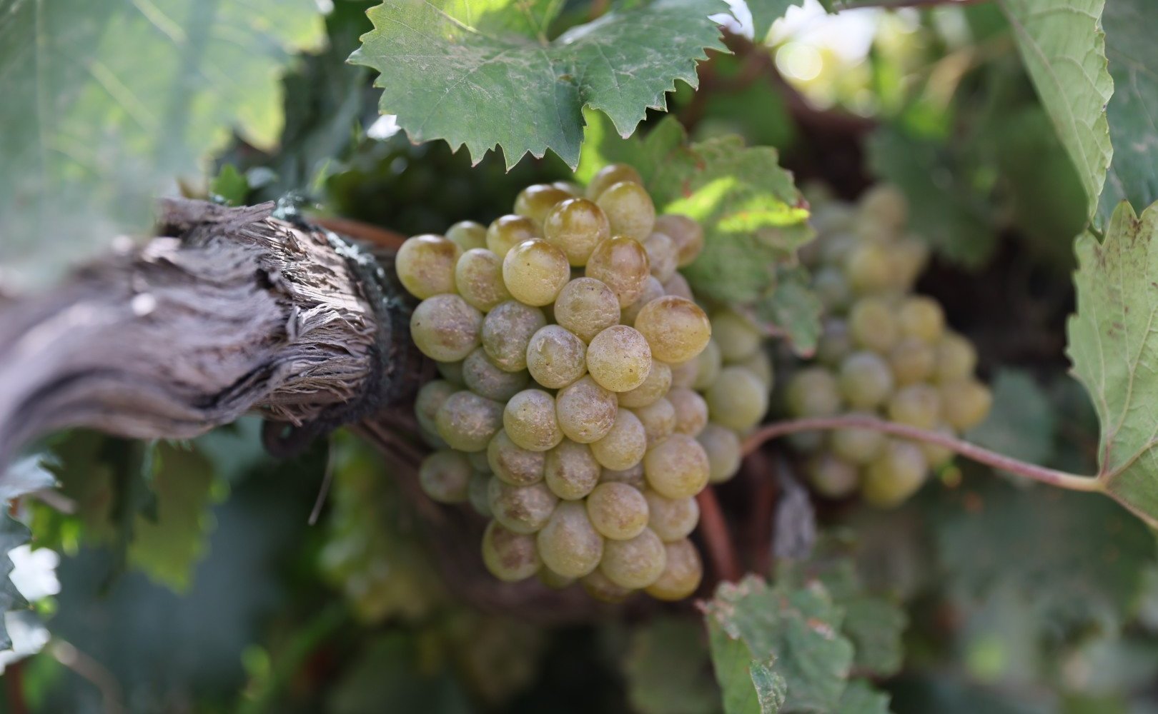 Алексей Кондратенко побывал на одном из крупнейших предприятий – агрофирме «Южной» в Таманском сельском поселении и принял участие в совещании, посвященном развитию виноградарства и виноделия как ключевой отрасли для экономики Краснодарского края