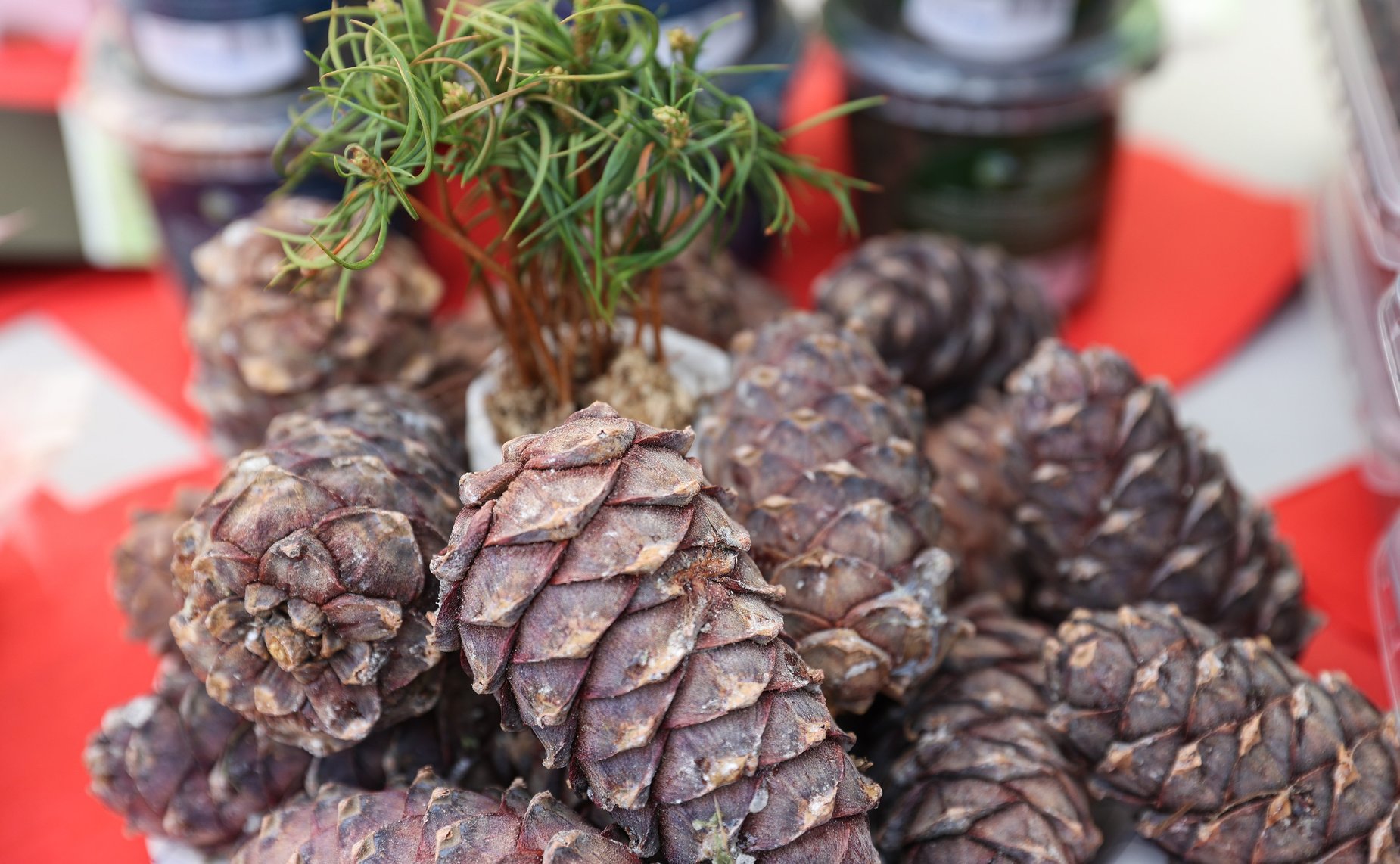 Открытие ярмарки Российской экологической продукции в рамках X Невского международного экологического конгресса