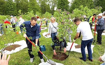 В Год защитника Отечества и 80-летия Победы в Великой Отечественной войне 1941–1945 годов сенаторы РФ и сотрудники Аппарата СФ провели акцию «Сад Памяти» — высадили 250 кустов сирени в музее-заповеднике «Горки Ленинские»