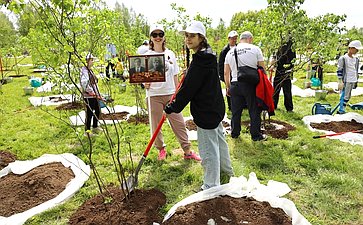 В Год защитника Отечества и 80-летия Победы в Великой Отечественной войне 1941–1945 годов сенаторы РФ и сотрудники Аппарата СФ провели акцию «Сад Памяти» — высадили 250 кустов сирени в музее-заповеднике «Горки Ленинские»