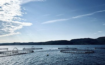 Татьяна Сахарова посетила предприятие по выращиванию атлантического лосося в Мурманской области