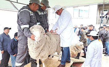 Баир Жамсуев посетил второй этап Российской выставки племенных овец и коз в Чите