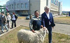 Б. Жамсуев посетил второй этап Российской выставки племенных овец и коз в Чите