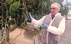 Н. Федоров ознакомился с деятельностью крупного тепличного комплекса в Чувашии