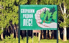 СФ одобрил изменения в Лесной кодекс РФ в части охраны и защиты лесов