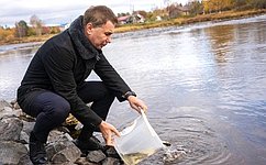 И. Зубарев: В Карелии увеличен выпуск онежского лосося после вмешательства Совета Федерации