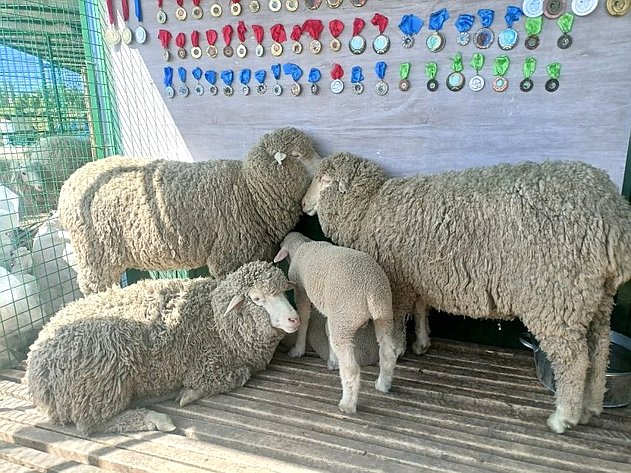 Баир Жамсуев посетил второй этап Российской выставки племенных овец и коз в Чите