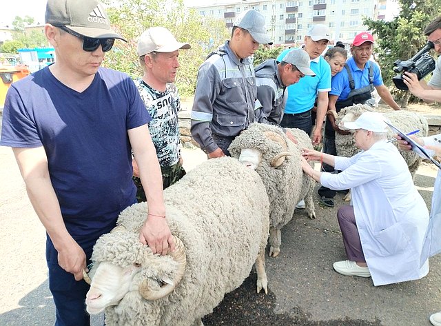 Баир Жамсуев посетил второй этап Российской выставки племенных овец и коз в Чите