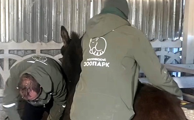 Игорь Кастюкевич пригласил столичных специалистов, чтобы помочь животным зоопарка в Херсонской области, пострадавшим в результате шторма