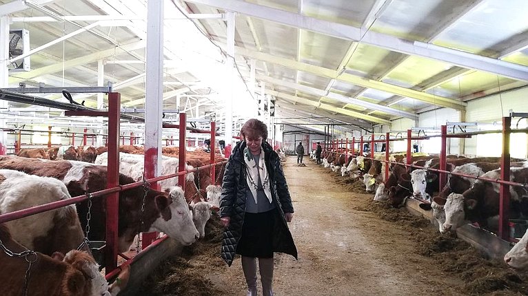 Татьяна Гигель в ходе рабочей командировки по региону побывала на новой ферме в селе Гусевка Чойского района